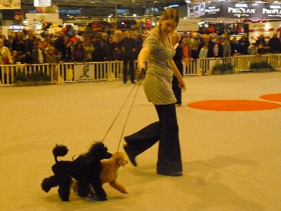 Des hauteurs de la sole - salon de l'agriculture 2009