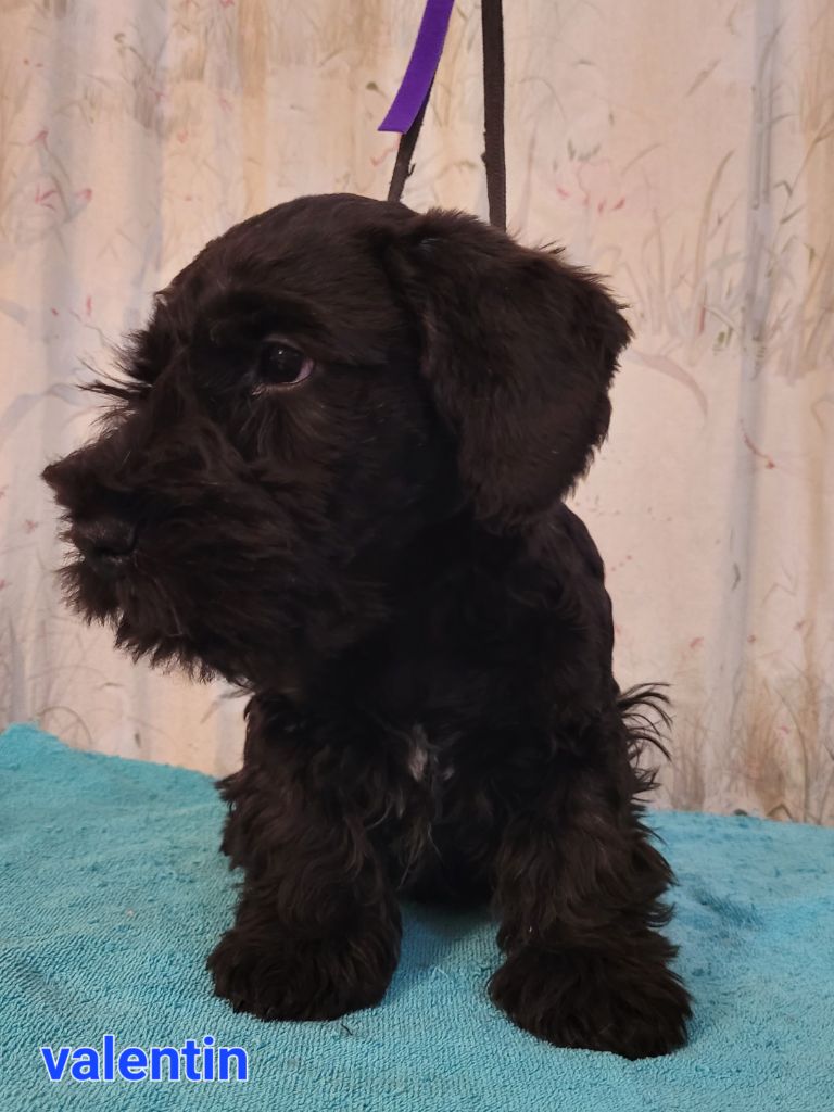 Des hauteurs de la sole - Chiot disponible  - Terrier Tchèque