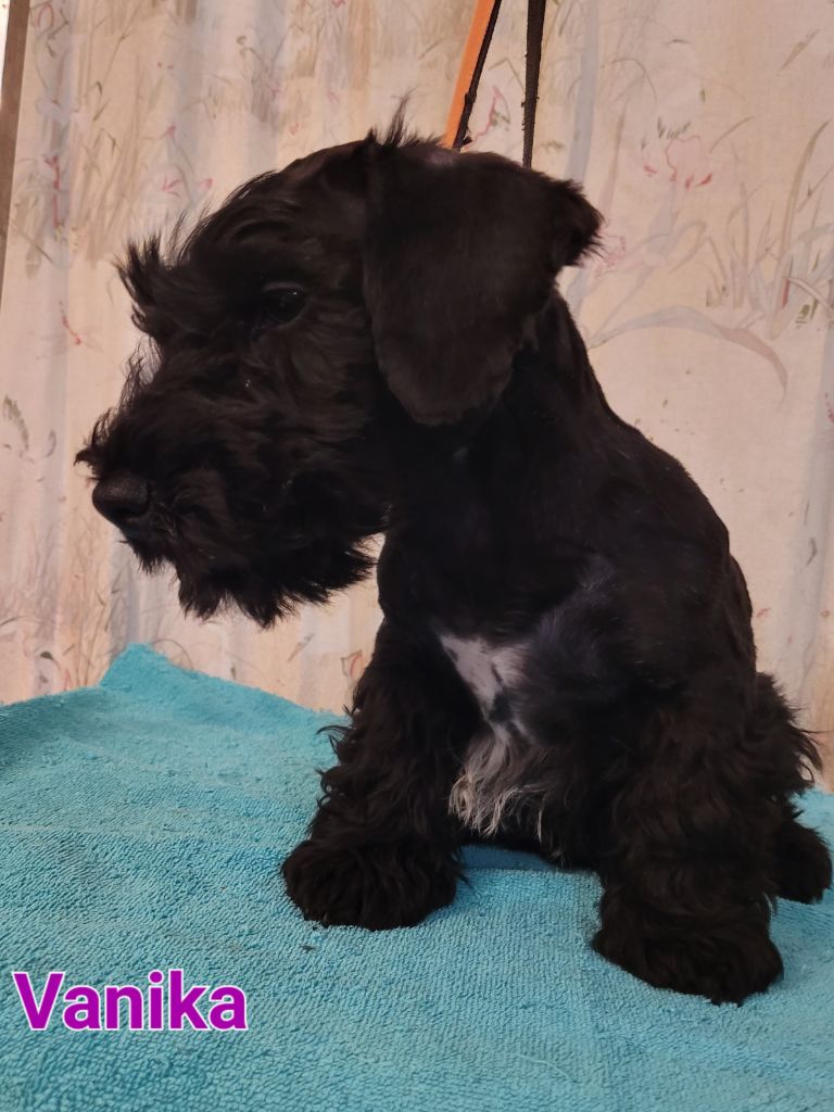 Des hauteurs de la sole - Chiot disponible  - Terrier Tchèque