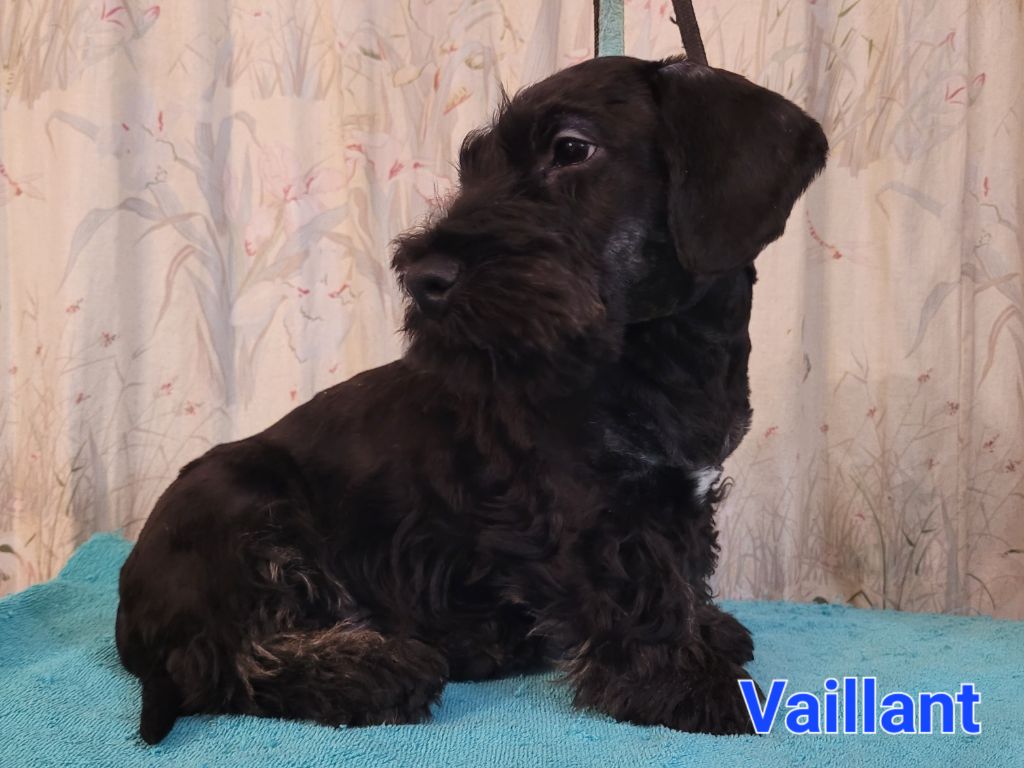 Des hauteurs de la sole - Chiot disponible  - Terrier Tchèque