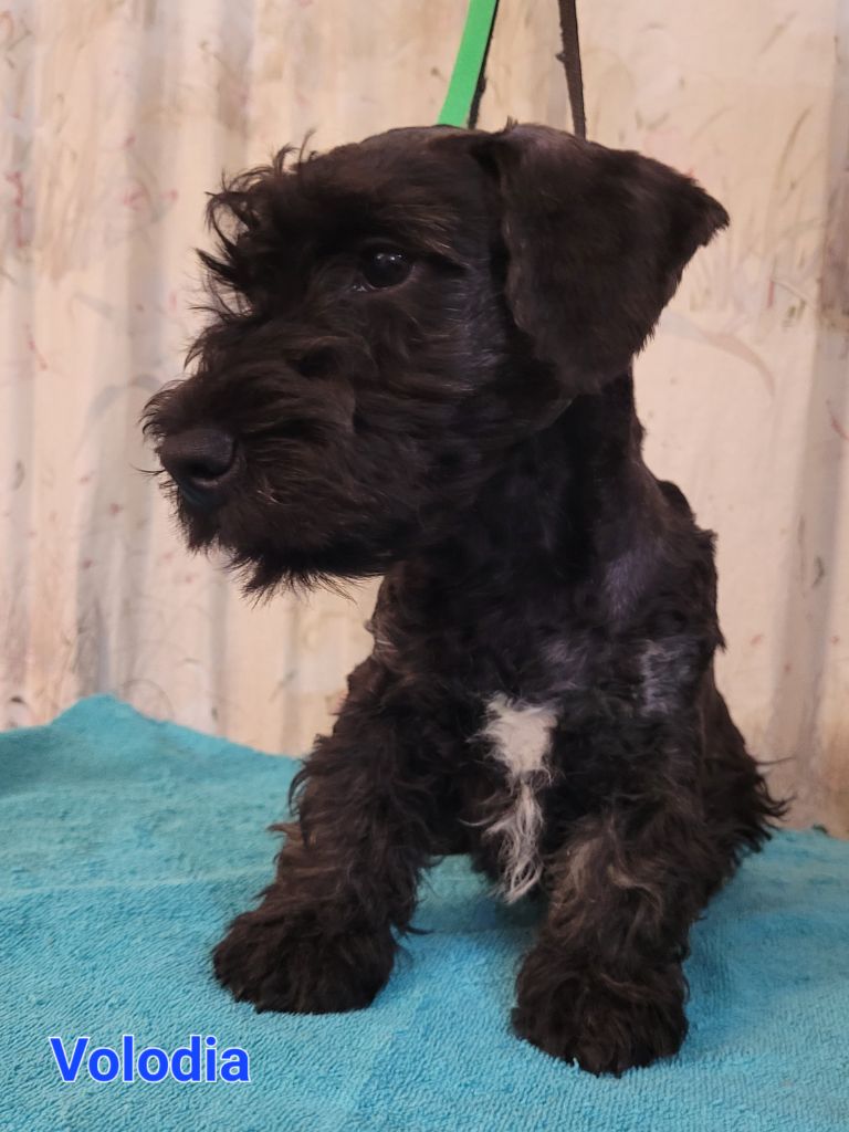 Des hauteurs de la sole - Chiot disponible  - Terrier Tchèque