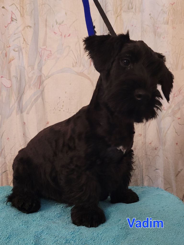 Des hauteurs de la sole - Chiot disponible  - Terrier Tchèque