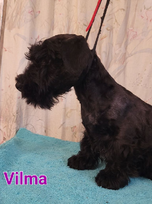 VILMA