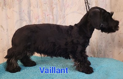 VAILLANT