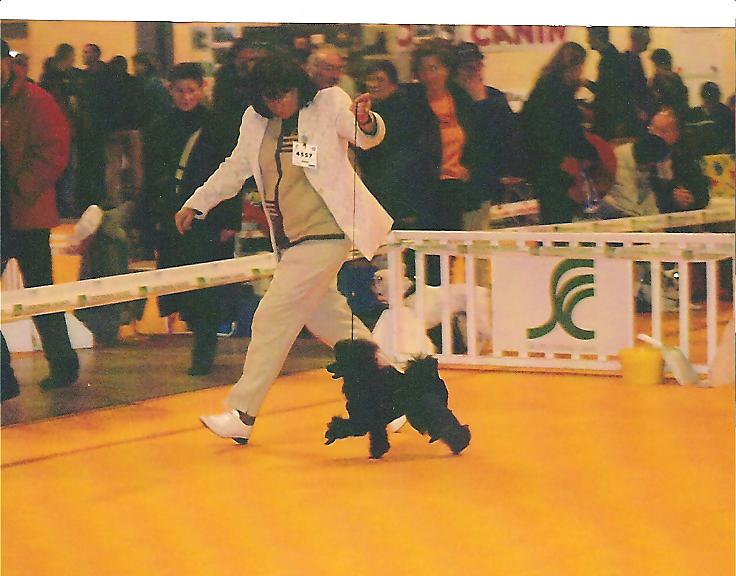 Teddy black beauty Des hauteurs de la sole
