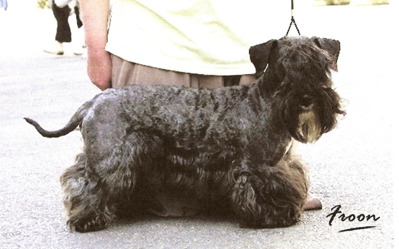 CH. Phileas dog Des hauteurs de la sole