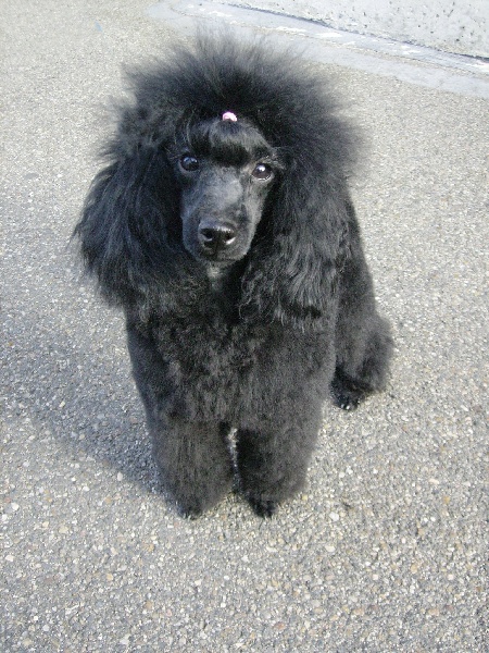Bagatelle black beauty Des hauteurs de la sole
