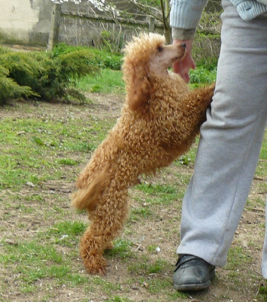 jeunes caniches disponible 8 avril 2012