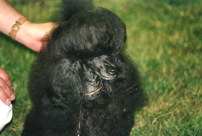 chiens de l'elevage