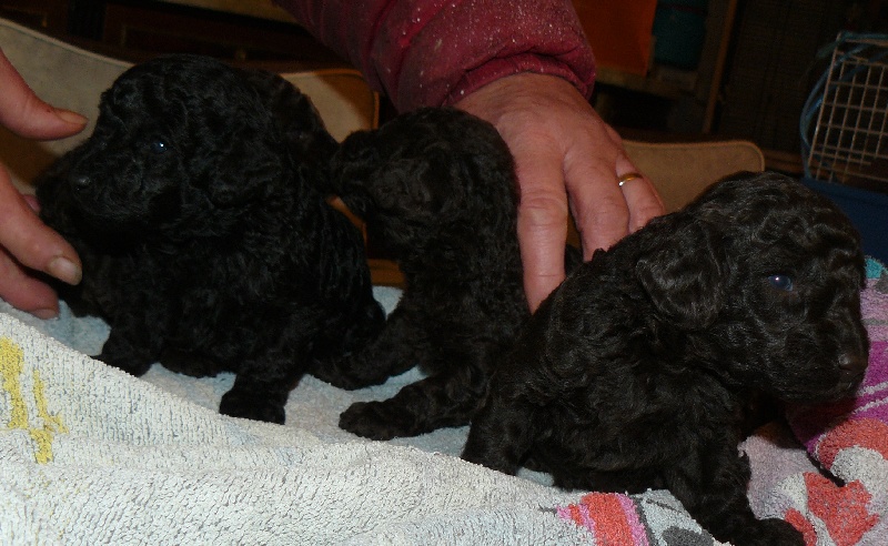 chiots Fabolous X Costanza le 8 avril 2012
